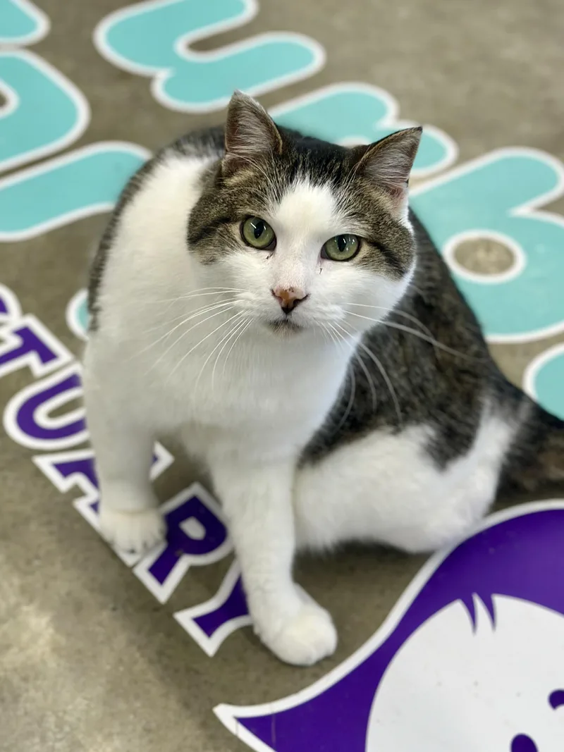 Dumbledore thumbnail 2