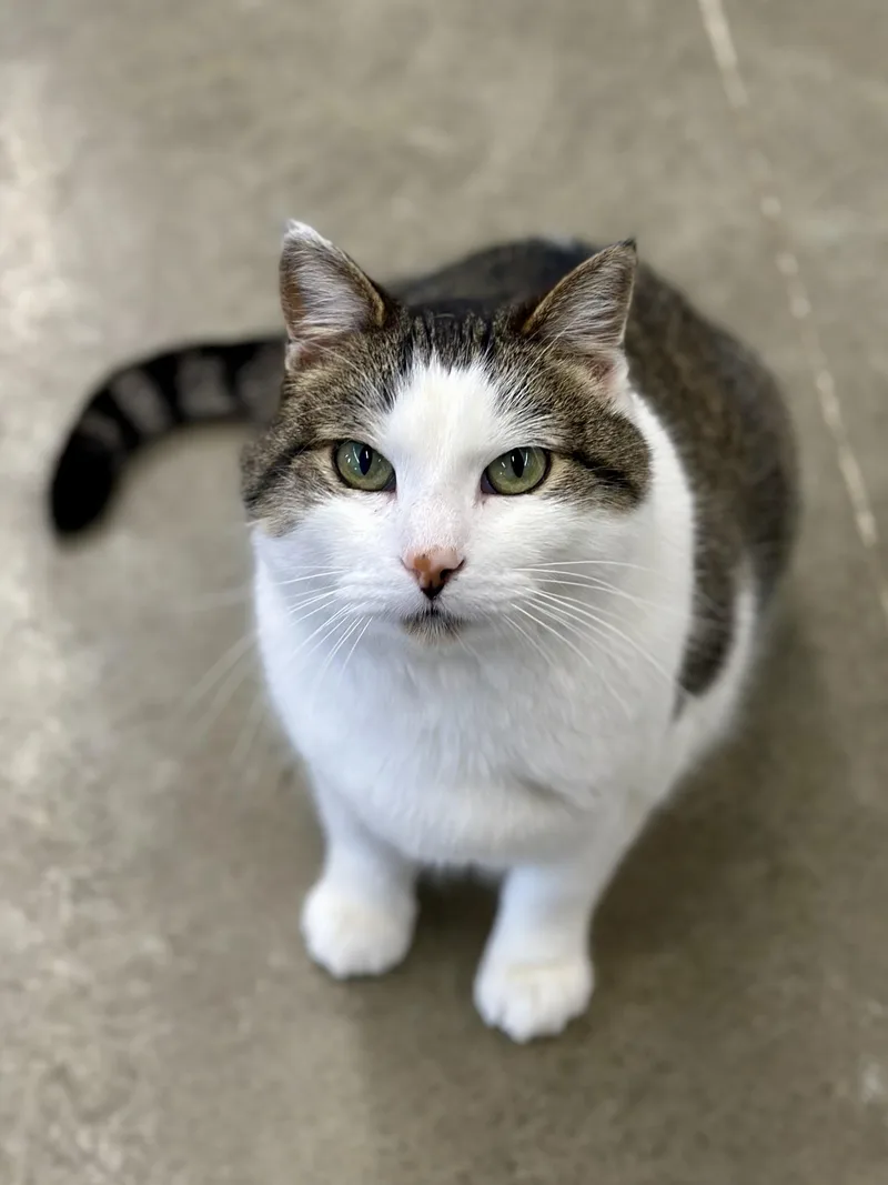 Dumbledore thumbnail 3