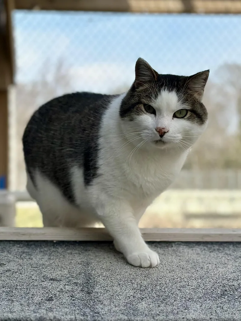 Dumbledore thumbnail 4