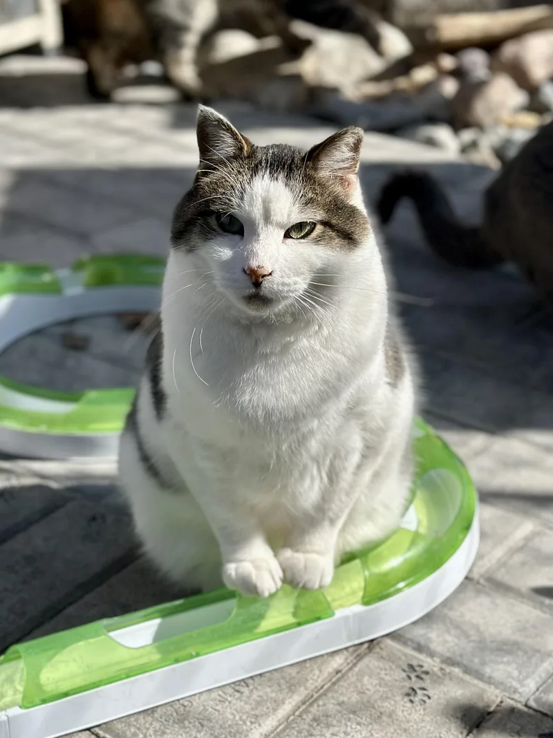 An adult medium-sized male Tabby (Brown / Chocolate) Domestic Short Hair cat named Dumbledore for adoption in Faribault, MN