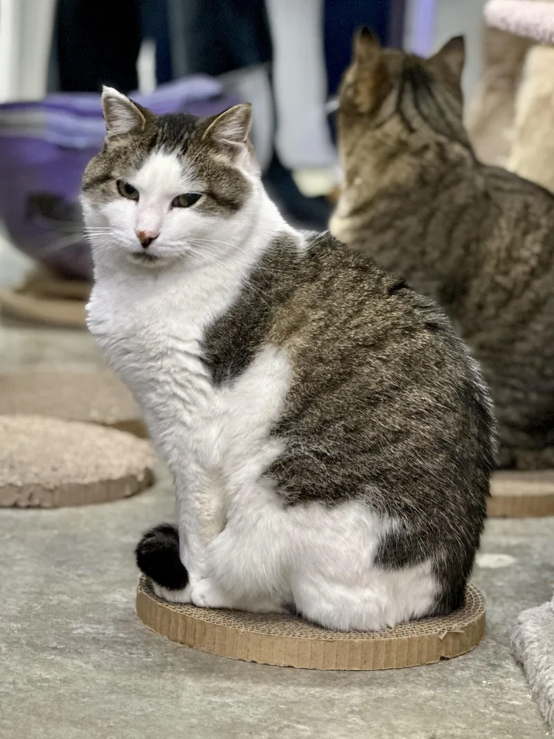 Dumbledore thumbnail 5