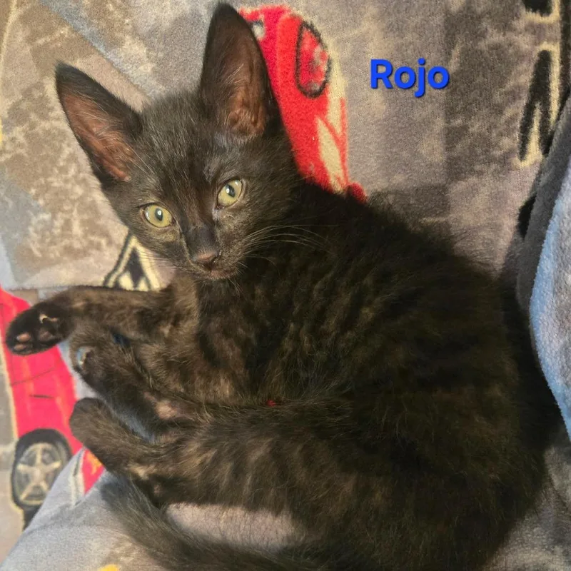 A baby small-sized male Black Domestic Short Hair cat named Rojo for adoption in Coos Bay, OR