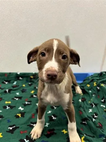 A baby small-sized female Labrador Retriever dog named Mudpie for adoption in Panama City, FL