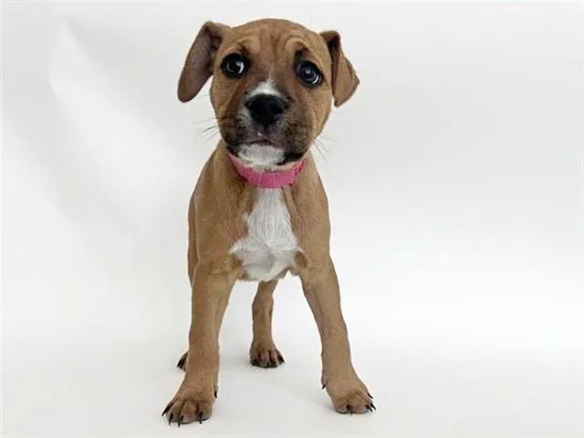 A baby small-sized female Pit Bull Terrier dog named Judy for adoption in Saint Louis, MO