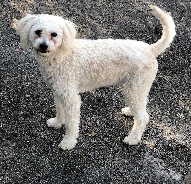 An adult small-sized male Poodle dog named Wendell for adoption in Colleyville, TX