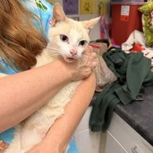 An adult medium-sized female Flame Point Domestic Short Hair cat named Chicken Salad for adoption in Athens, GA