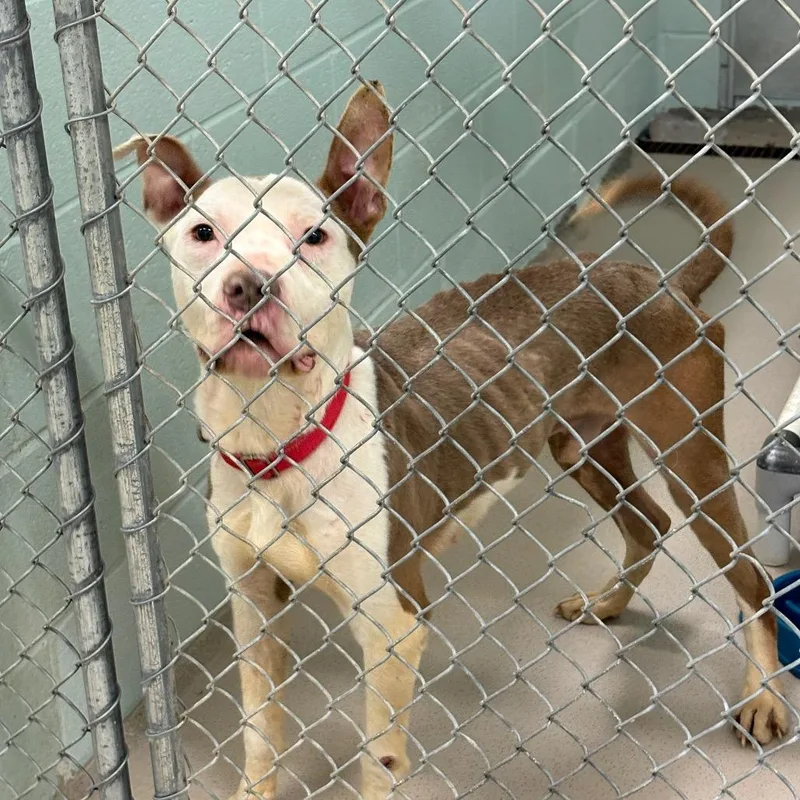An adult medium-sized male Yellow / Tan / Blond / Fawn Pit Bull Terrier dog named Toot for adoption in Vineland, NJ
