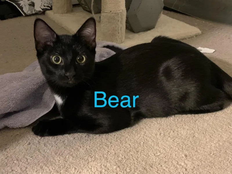 A baby small-sized male Domestic Short Hair cat named Bear for adoption in Lewisville, TX