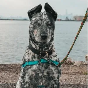 An adult medium-sized female Australian Cattle Dog / Blue Heeler dog named Vixen for adoption in Alameda, CA