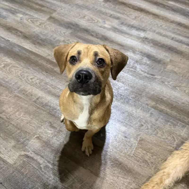 A young medium-sized male Mixed Breed dog named Otis for adoption in Alma, MI