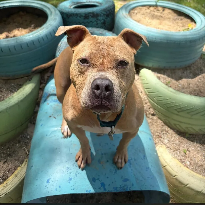 An adult medium-sized female Yellow / Tan / Blond / Fawn Mixed Breed dog named Churro for adoption in Dearborn, MI