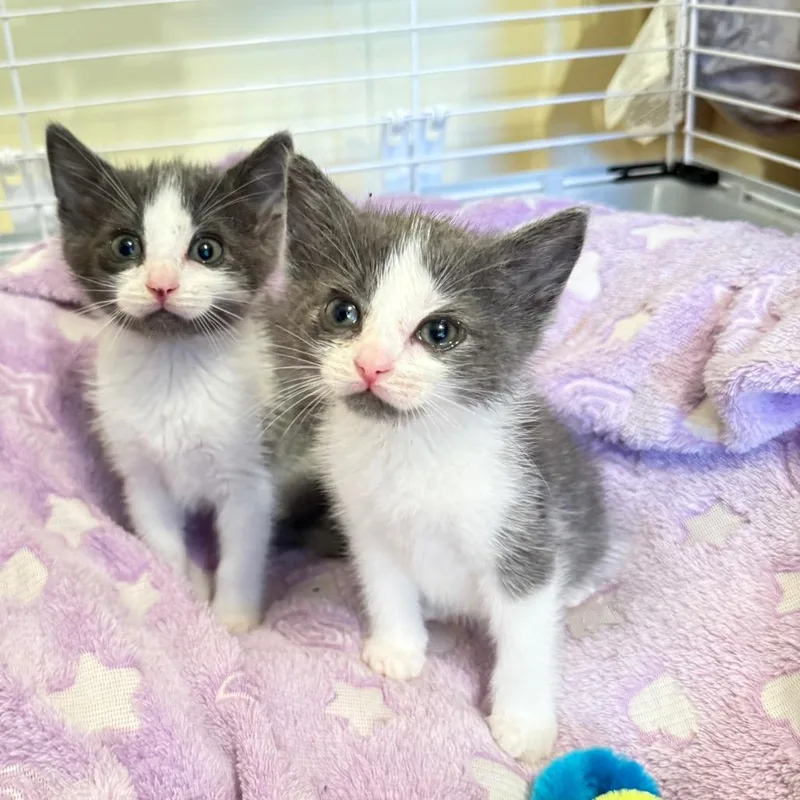 A baby small-sized female Gray / Blue / Silver Domestic Short Hair cat named Lainey for adoption in Columbus, GA