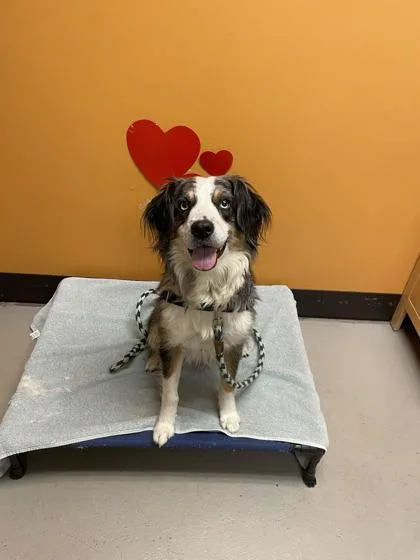 A young medium-sized female Australian Shepherd dog named Pixie for adoption in Bellingham, WA