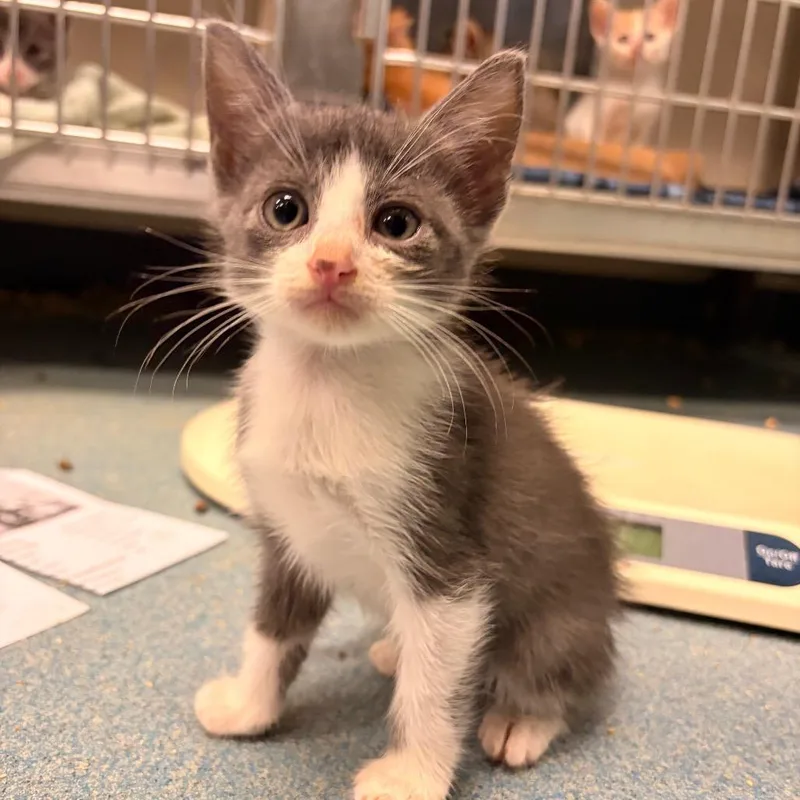 A baby small-sized male Gray / Blue / Silver Domestic Short Hair cat named Jace for adoption in Edinburg, TX