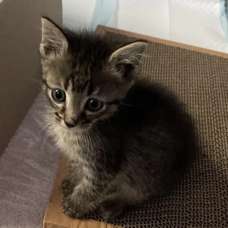 A baby small-sized male Domestic Short Hair cat named Foxtrot for adoption in Cumming, GA