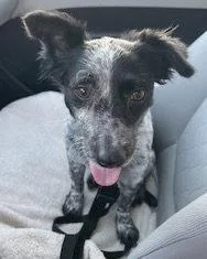 An adult small-sized female Chihuahua dog named Kona for adoption in Corona, CA