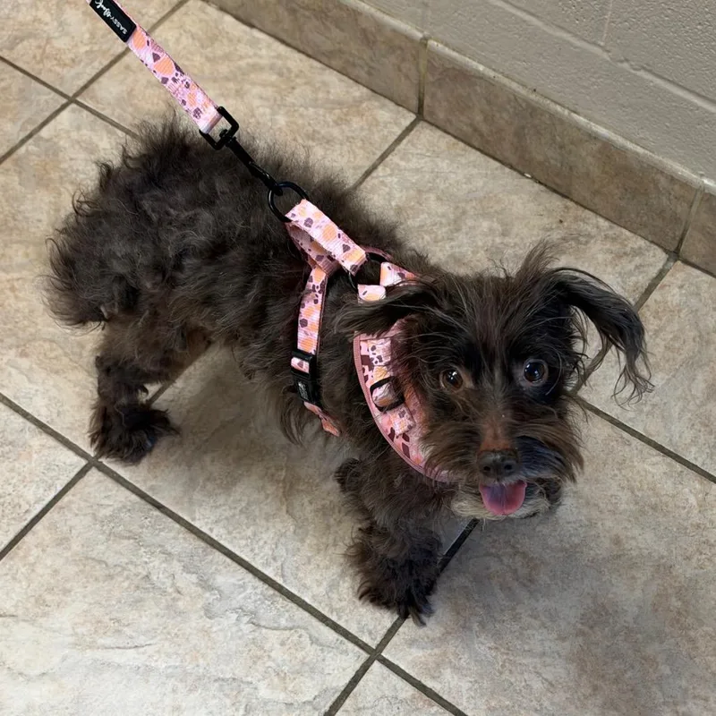 An adult small-sized female Shih Tzu dog named Anita for adoption in Birmingham, AL
