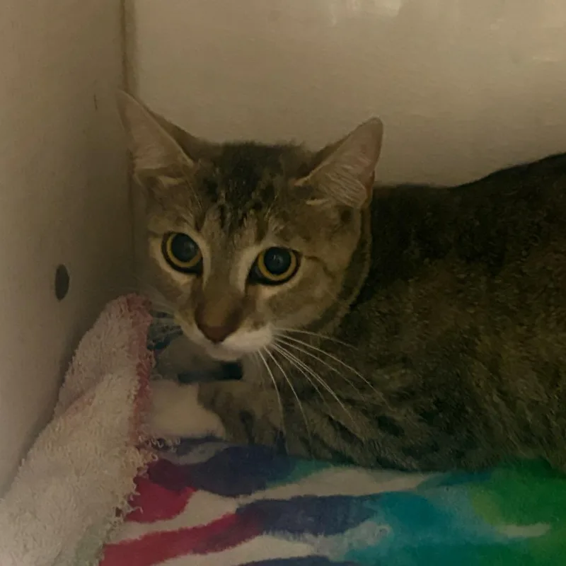 An adult medium-sized female Gray / Blue / Silver Domestic Short Hair cat named Ivy for adoption in Yuma, AZ