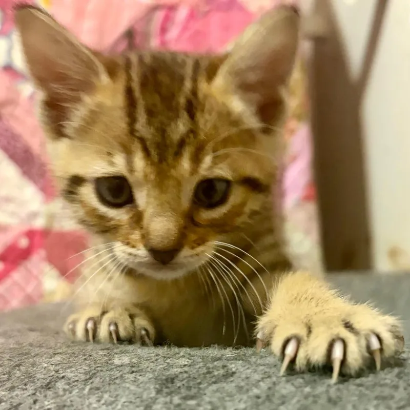 A baby small-sized male Brown / Chocolate Domestic Short Hair cat named Hemlock for adoption in Austin, TX
