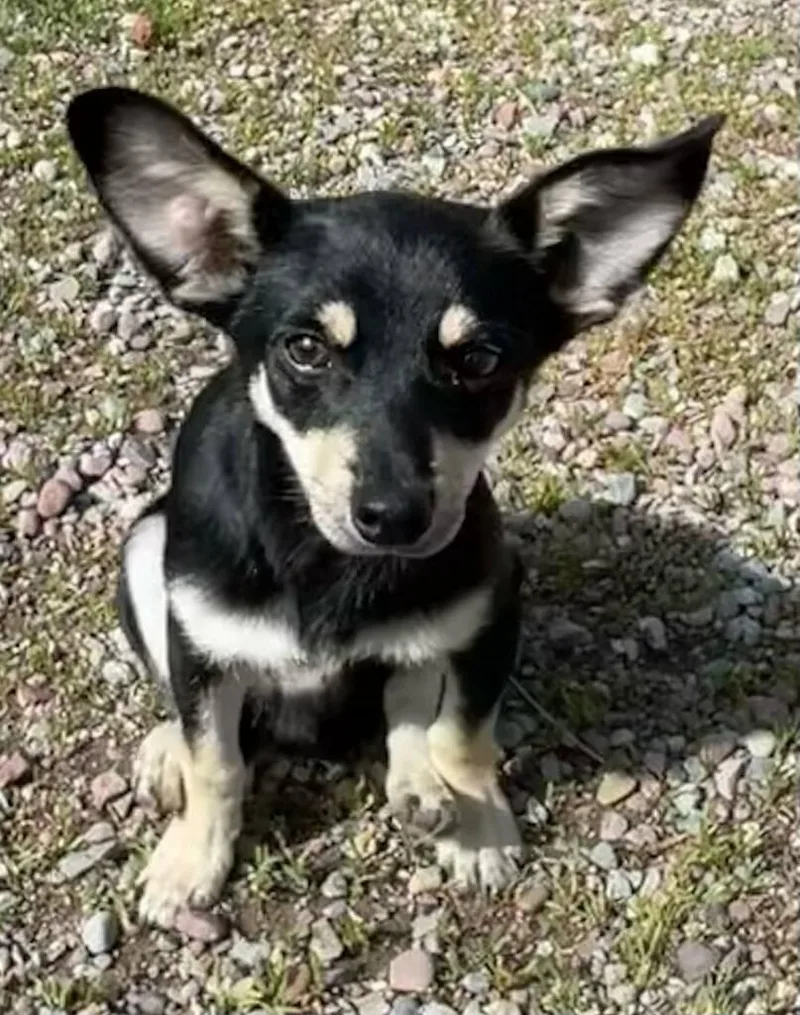 A baby small-sized male Black Dachshund dog named Danny for adoption in Polson, MT
