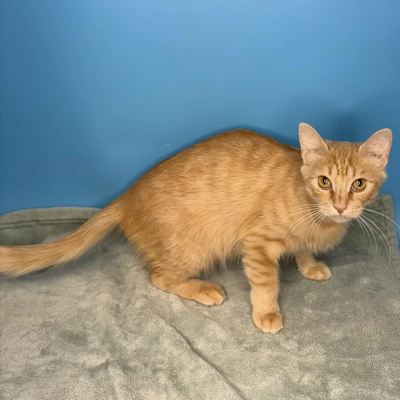 A young medium-sized female Orange / Red Domestic Short Hair cat named Sunny for adoption in San Antonio, TX