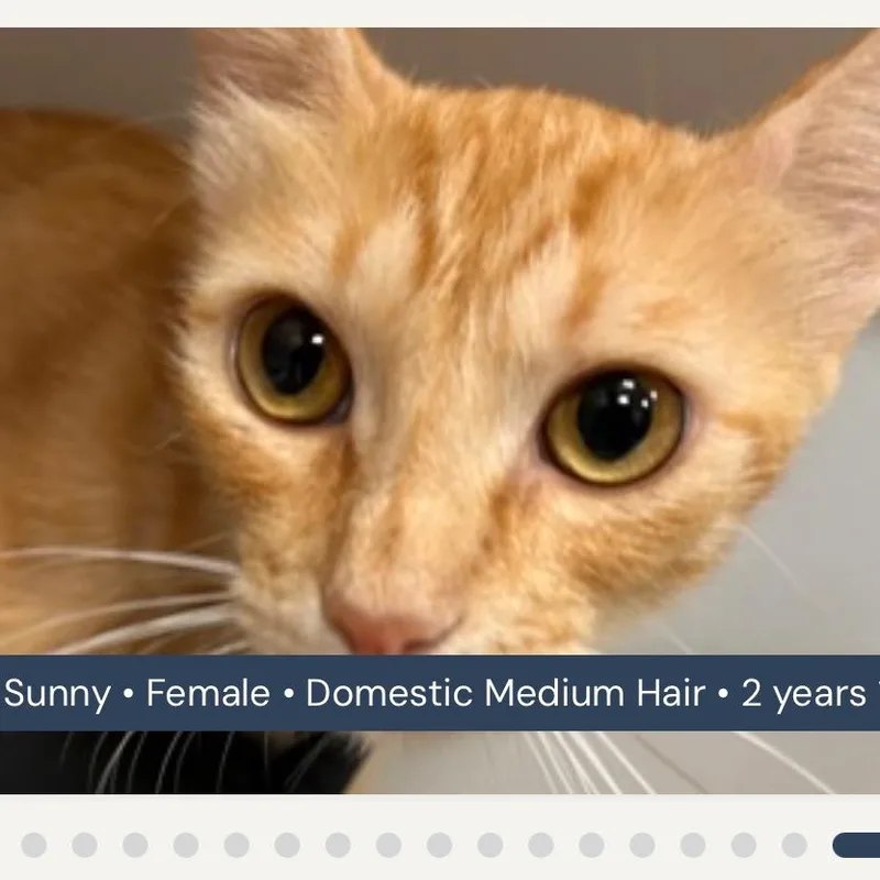Sunny thumbnail 4