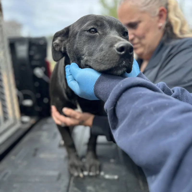 Landscaper thumbnail 4