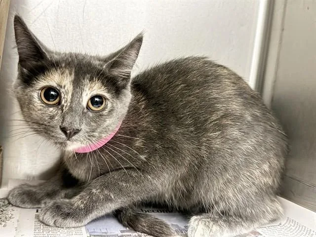 A baby small-sized female Domestic Short Hair cat named Boo for adoption in Saint Louis, MO