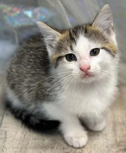 An adult small-sized female Domestic Short Hair cat named Cinnamon Bun for adoption in Shreveport, LA