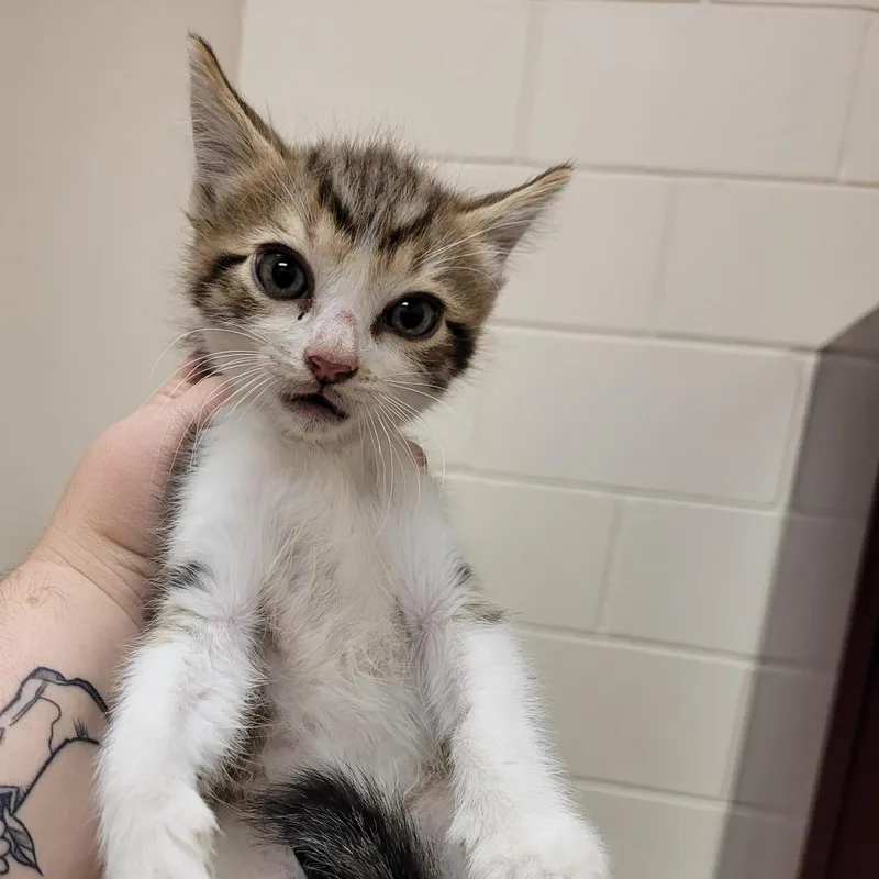 A baby small-sized male White Domestic Short Hair cat named Bronco for adoption in Lake Panasoffkee, FL