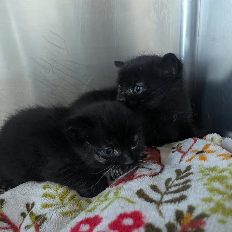 A baby small-sized female Black Domestic Short Hair cat named Spooder for adoption in Matteson, IL