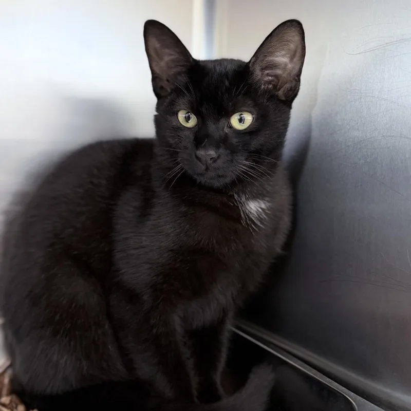 A baby medium-sized female Black Domestic Short Hair cat named Enid for adoption in Medford, OR