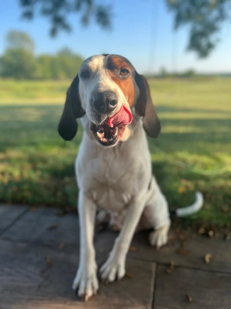A young large-sized male Treeing Walker Coonhound dog named Papa Joe for adoption in Leawood, KS