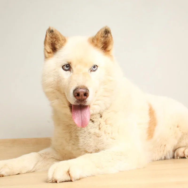 An adult medium-sized female White / Cream Husky dog named Sushi D for adoption in Minnetonka, MN