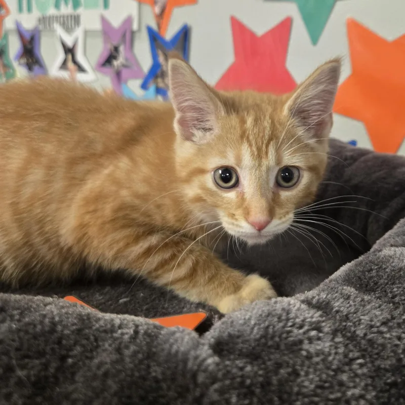 A young medium-sized male Orange / Red Domestic Short Hair cat named Dreamsicle for adoption in Xenia , OH