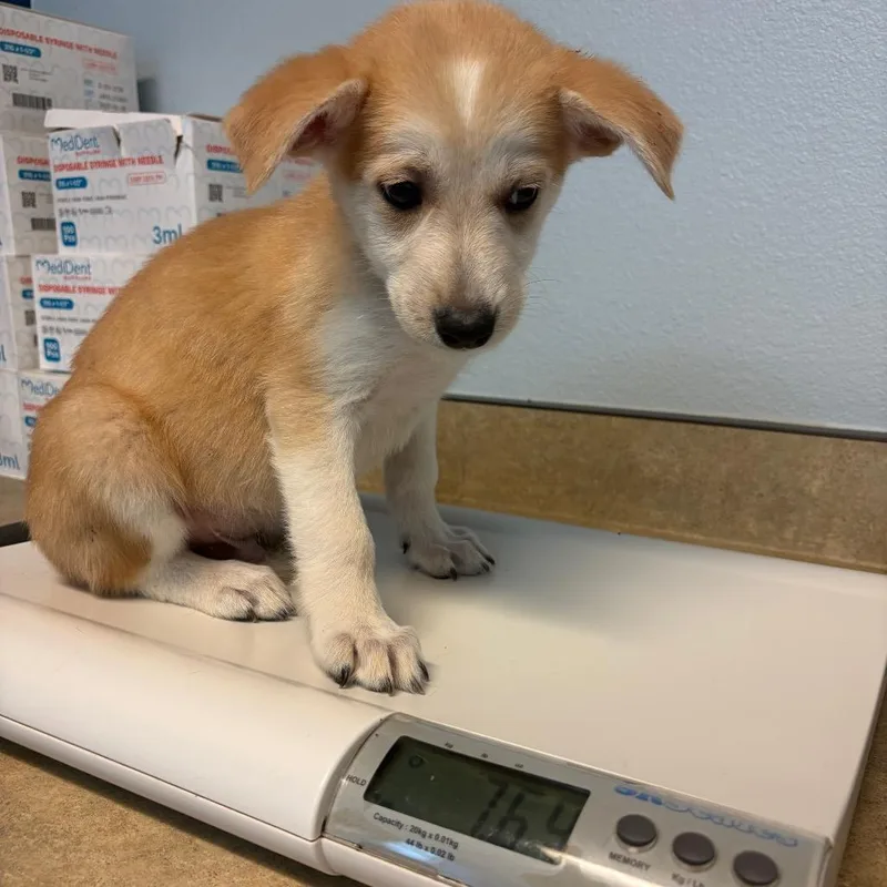 A baby small-sized male Yellow / Tan / Blond / Fawn Mixed Breed dog named Pablo for adoption in Flagstaff, AZ