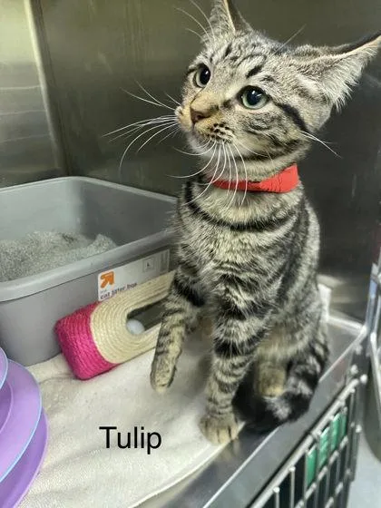 A baby medium-sized female Domestic Short Hair cat named Tulip for adoption in Hobart, IN