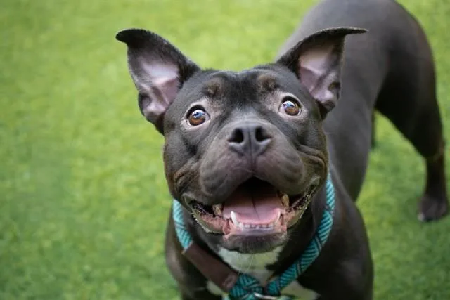 A young small-sized female French Bulldog dog named Kiwi for adoption in San Jose, CA