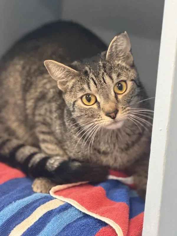A young medium-sized male Domestic Short Hair cat named Cancan for adoption in Stratham, NH