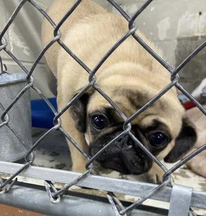 A young small-sized female Pug dog named Truly for adoption in Hobart, IN