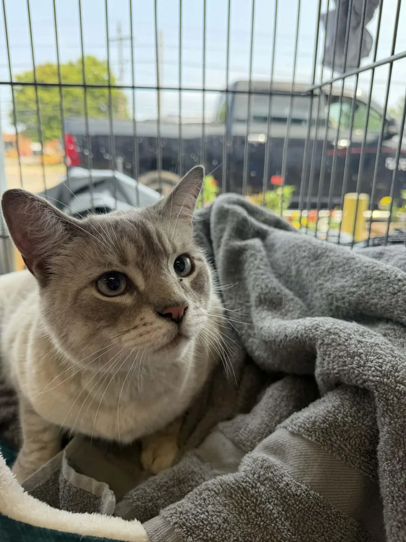 An adult medium-sized male Gray & White Siamese cat named Whiskey for adoption in Parma, OH