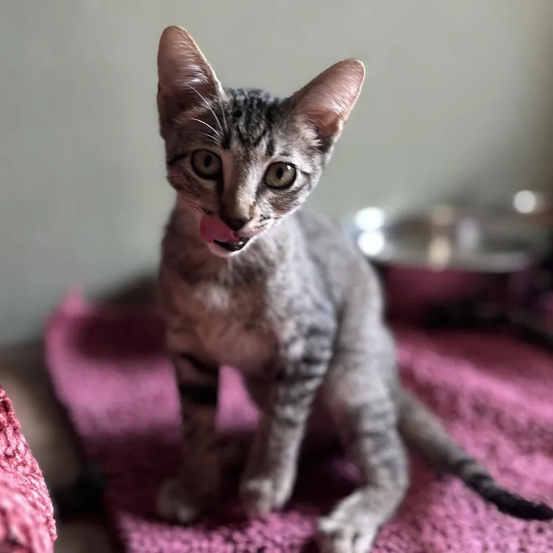 A baby small-sized female Gray / Blue / Silver Domestic Short Hair cat named Paprika for adoption in Kyle, TX