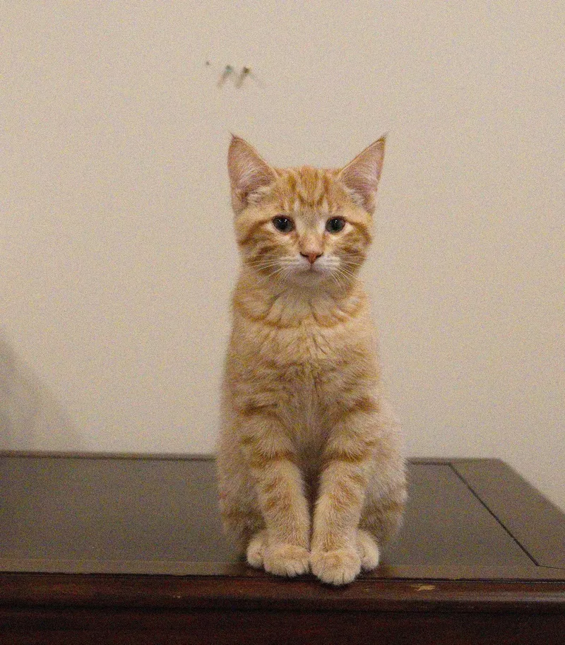 A young medium-sized male Orange / Red Domestic Short Hair cat named Thomas for adoption in Nashville, TN