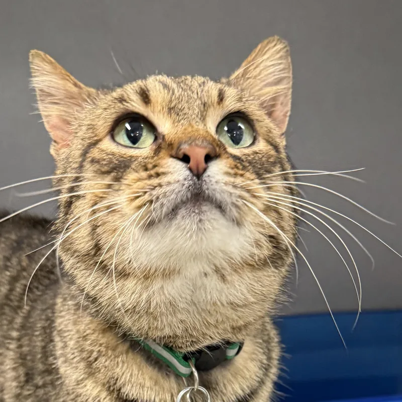 Cardboard thumbnail 2