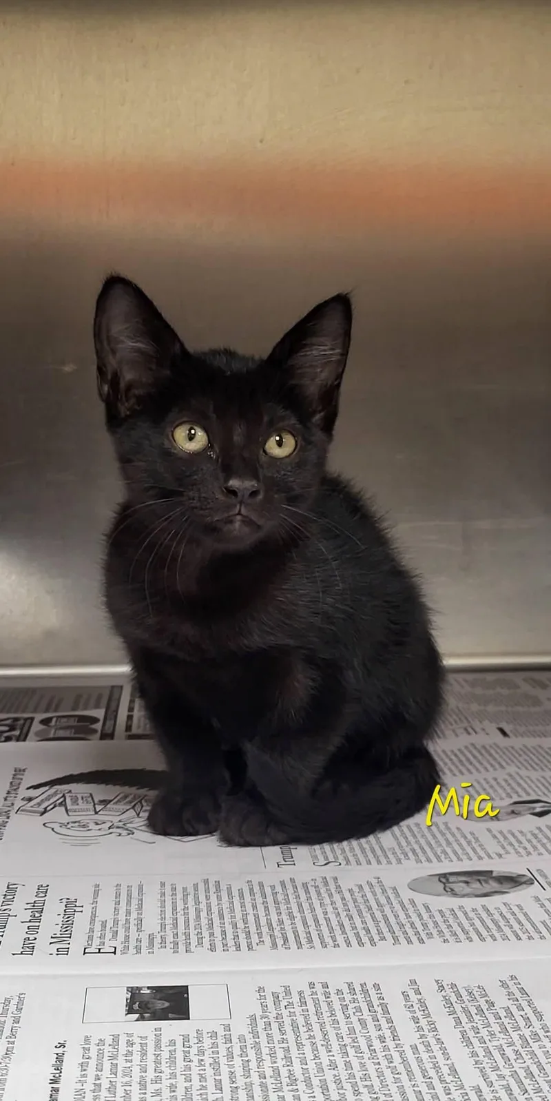A baby medium-sized female Black Domestic Short Hair cat named Mia for adoption in Marion, MS