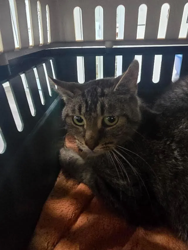 A young small-sized female Domestic Short Hair cat named Jasmine for adoption in Glenfield, NY