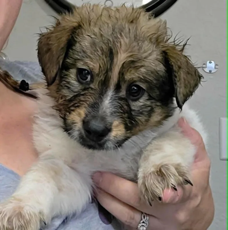 A baby medium-sized male Mixed Breed dog named Penn for adoption in Mesa, AZ