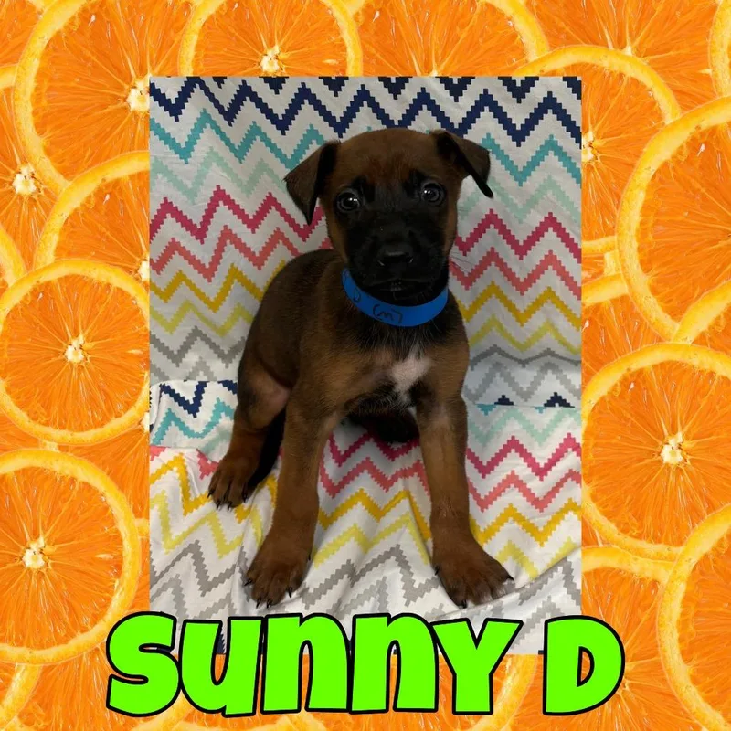 A baby large-sized male Brown / Chocolate Doberman Pinscher dog named Sunny D for adoption in Royse City, TX