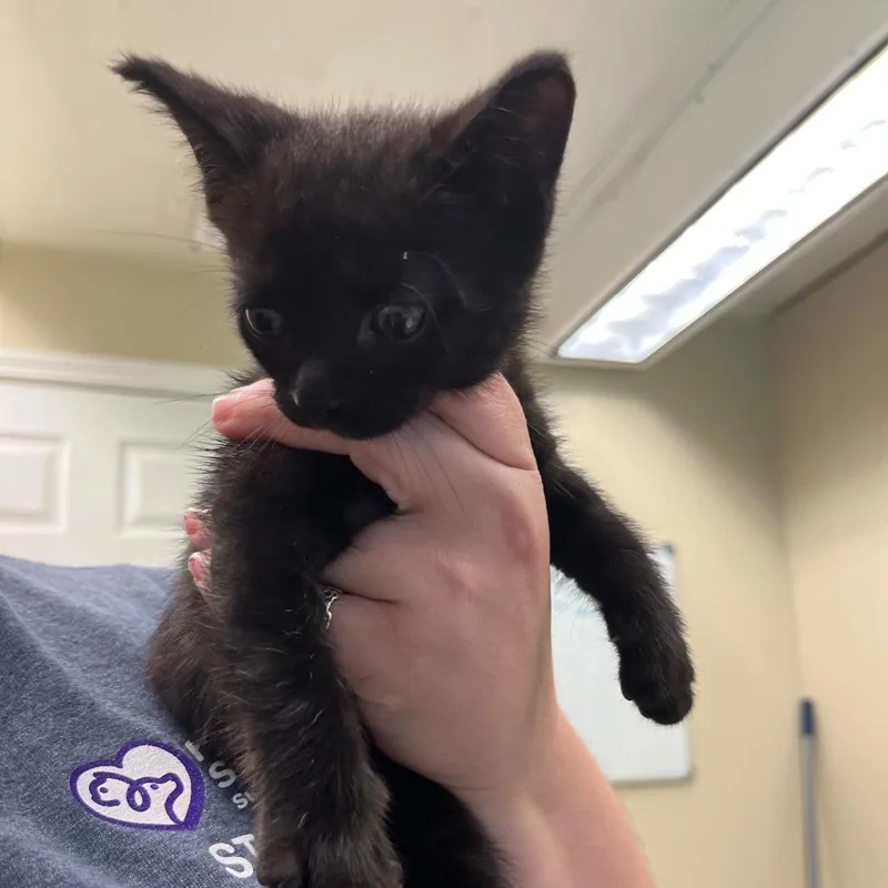 A baby small-sized male Black Domestic Short Hair cat named Ice King for adoption in Lake Panasoffkee, FL