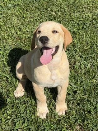 A baby large-sized female Labrador Retriever dog named Thompson for adoption in Malvern, PA